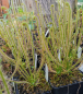 Preview: Drosera filiformis